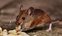 24 Hour & Emergency Exterminators in S Lake Tahoe, CA